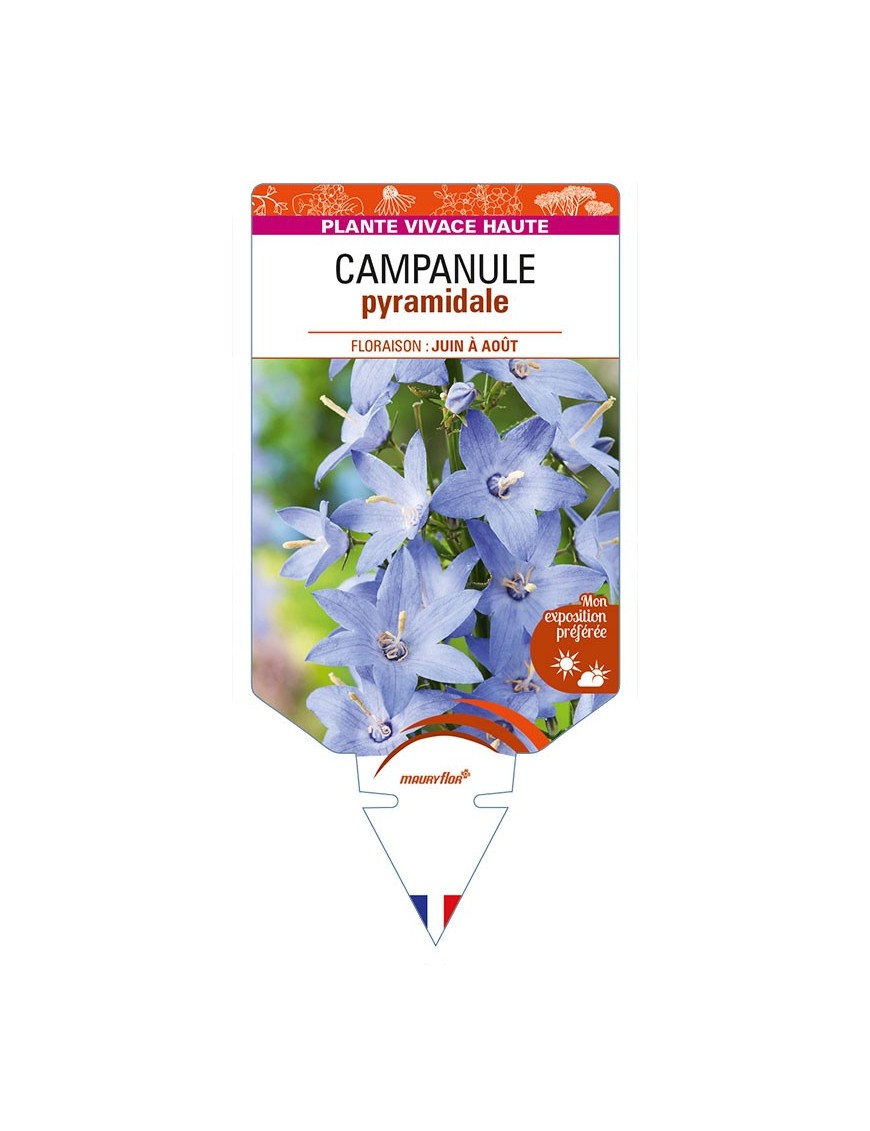 CAMPANULA pyramidalis voir CAMPANULE pyramidale