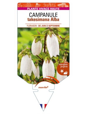 CAMPANULA takesimana Alba