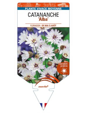 CATANANCHE (caerulea) 'Alba'