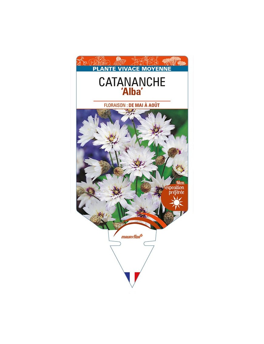 CATANANCHE (caerulea) 'Alba'