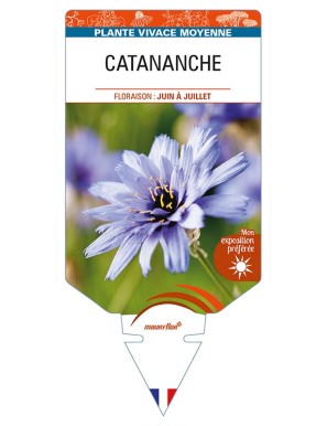 CATANANCHE caerulea