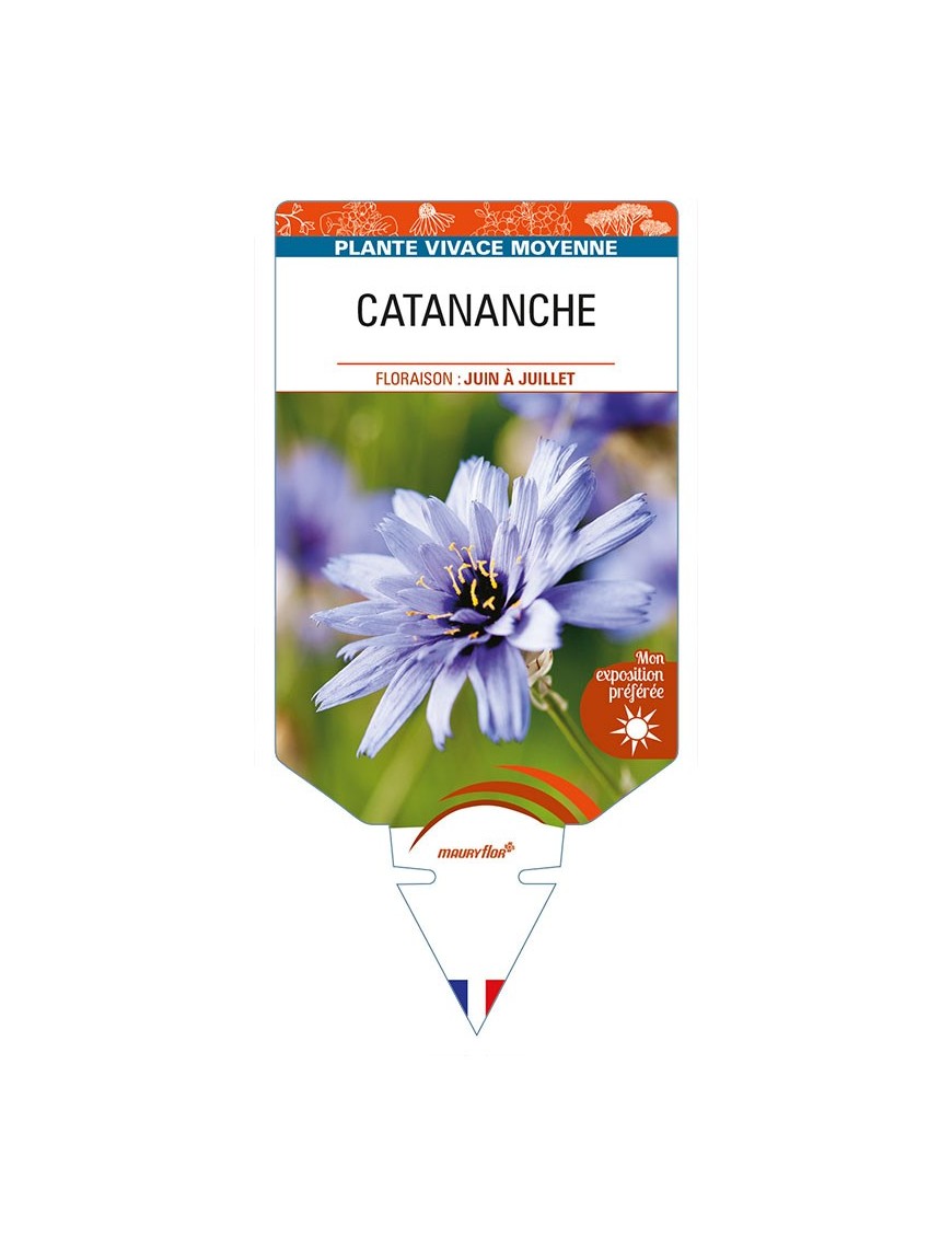 CATANANCHE caerulea