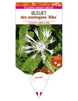 CENTAUREA montana 'Alba' voir BLEUET des montagnes