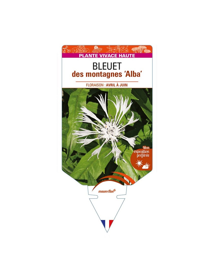 CENTAUREA montana 'Alba' voir BLEUET des montagnes
