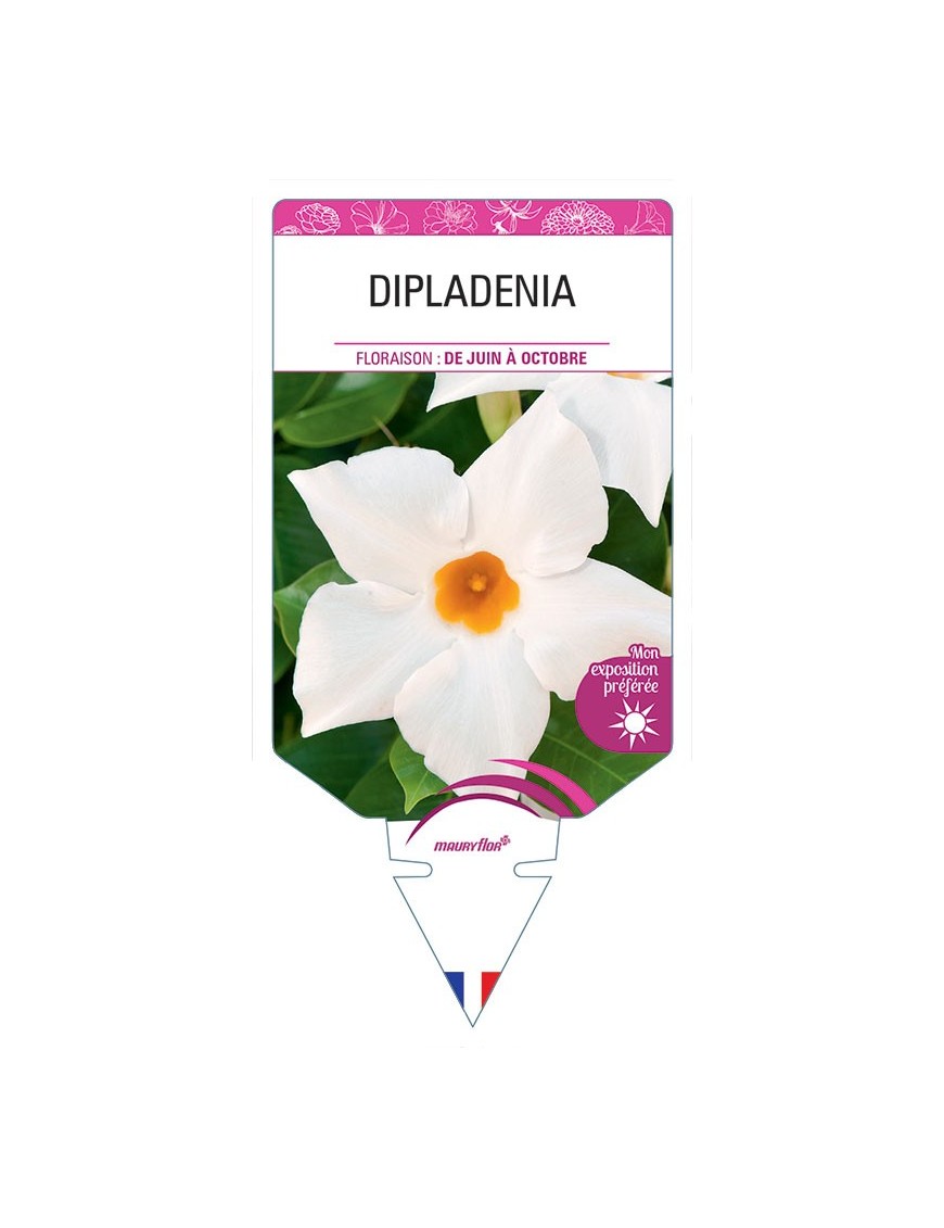 DIPLADENIA (BLANC)