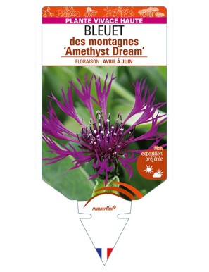 CENTAUREA montana 'Amethyst Dream' voir BLEUET des montagnes