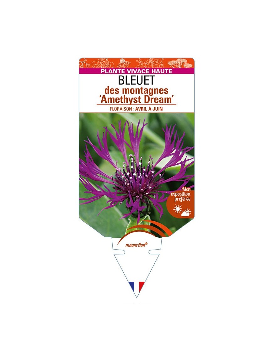 CENTAUREA montana 'Amethyst Dream' voir BLEUET des montagnes