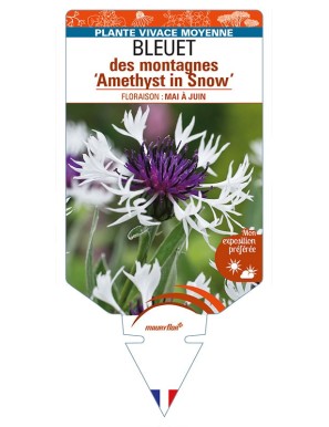 CENTAUREA montana 'Amethyst in Snow' voir BLEUET des montagnes