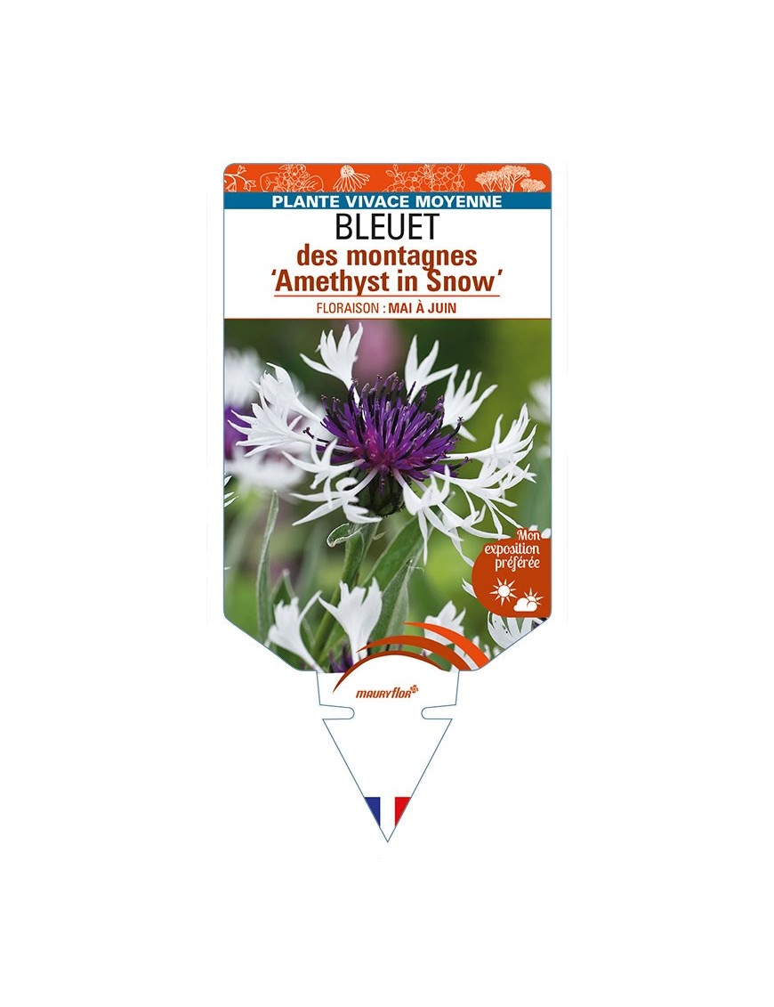 CENTAUREA montana 'Amethyst in Snow' voir BLEUET des montagnes