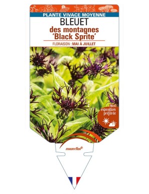 CENTAUREA montana 'Black Sprite' voir BLEUET des montagnes