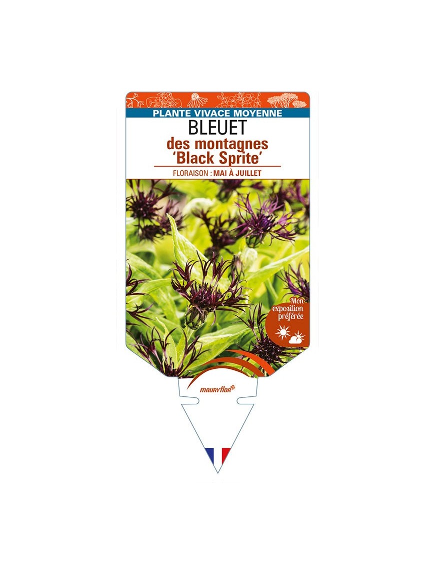 CENTAUREA montana 'Black Sprite' voir BLEUET des montagnes