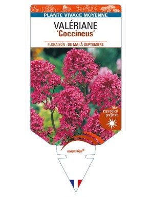 CENTRANTHUS ruber 'Coccineus' voir VALÉRIANE