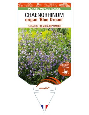 CHAENORHINUM origan 'Blue Dream'