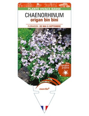 CHAENORHINUM origan Bin bini