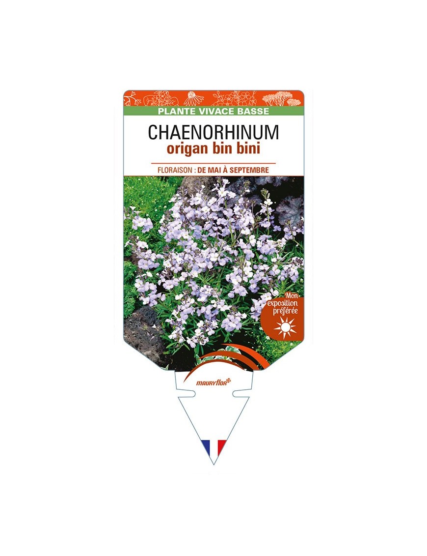 CHAENORHINUM origan Bin bini