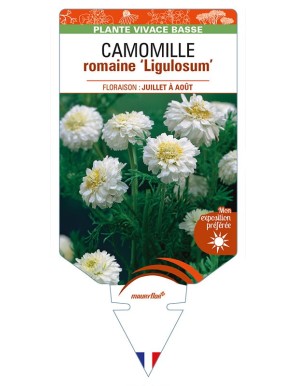 CHAMAEMELUM Chaenorhinum nobile 'Ligulosum' voir CAMOMILLE romaine