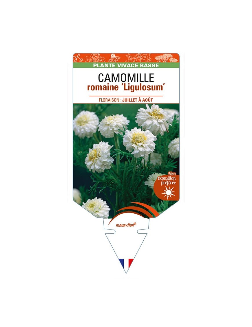 CHAMAEMELUM Chaenorhinum nobile 'Ligulosum' voir CAMOMILLE romaine