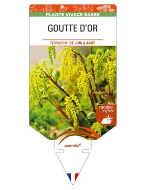 CHIASTOPHYLLUM opposotifolium voir GOUTTE D’OR