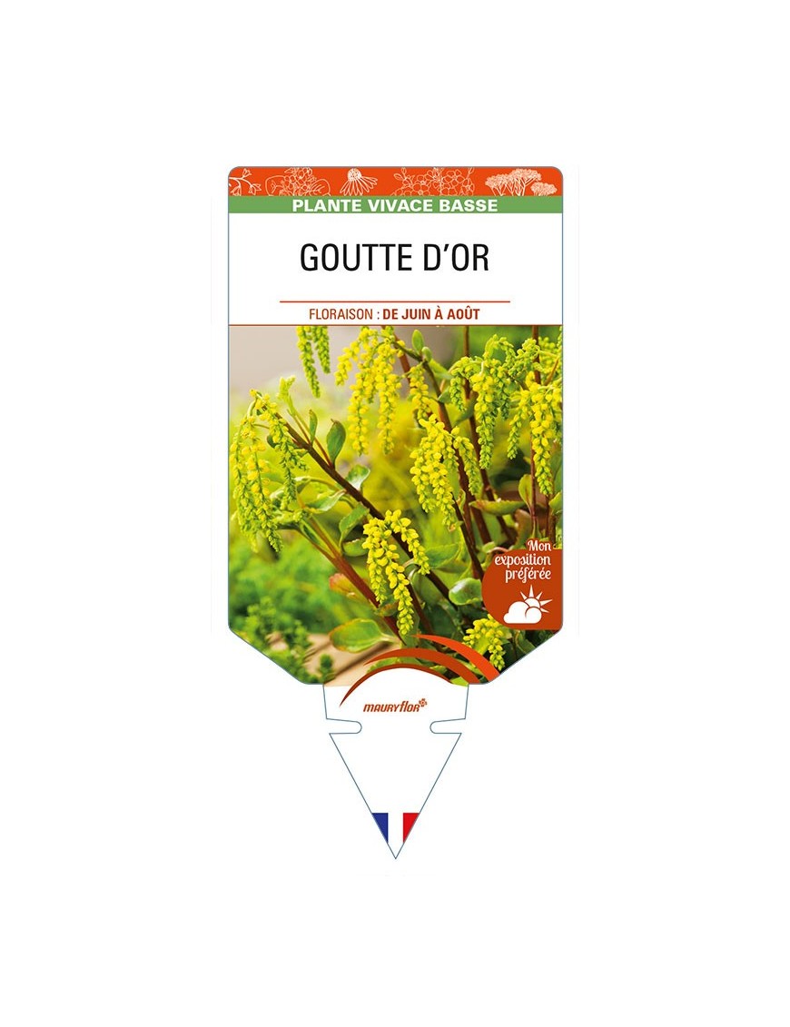 CHIASTOPHYLLUM opposotifolium voir GOUTTE D’OR