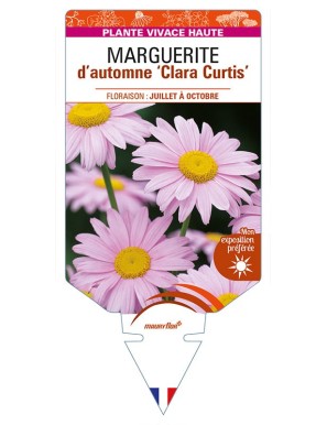 CHRYSANTHEMUM 'Clara Curtis' voir MARGUERITE d’automne