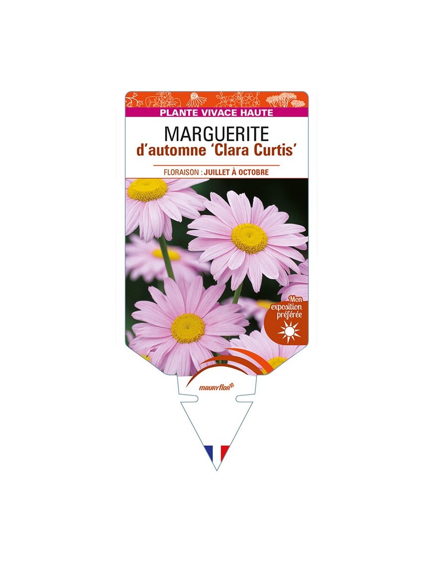 CHRYSANTHEMUM 'Clara Curtis' voir MARGUERITE d’automne