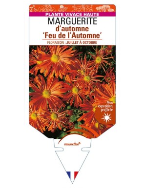 CHRYSANTHEMUM 'Feu de l'Automne' voir MARGUERITE d’automne