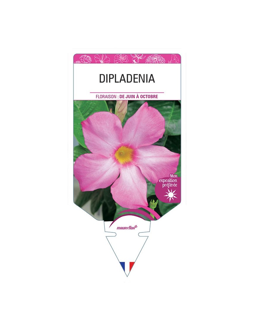 DIPLADENIA (ROSE)