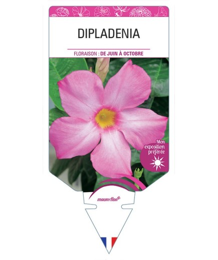 DIPLADENIA (ROSE)