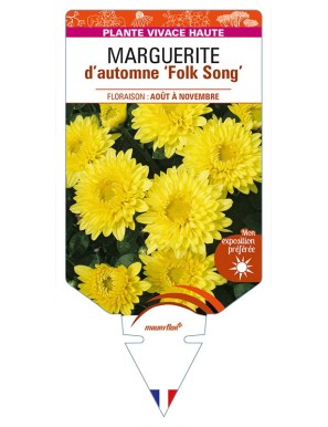 CHRYSANTHEMUM 'Folk Song' voir MARGUERITE d’automne