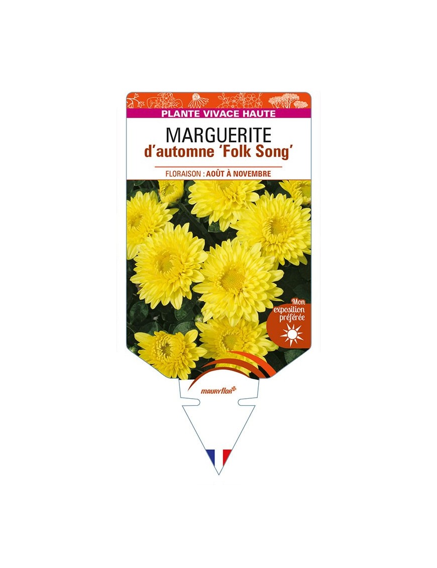 CHRYSANTHEMUM 'Folk Song' voir MARGUERITE d’automne