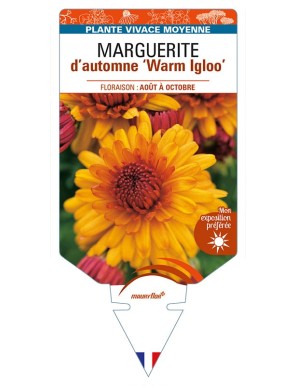 CHRYSANTHEMUM IGLOO WARM IGLOO 'Warm Yoigloo' voir MARGUERITE d’automne