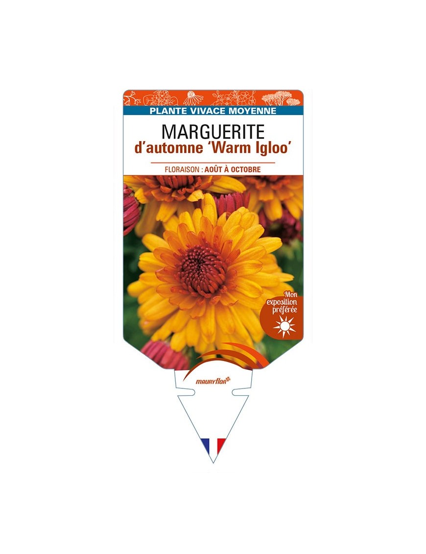 CHRYSANTHEMUM IGLOO WARM IGLOO 'Warm Yoigloo' voir MARGUERITE d’automne