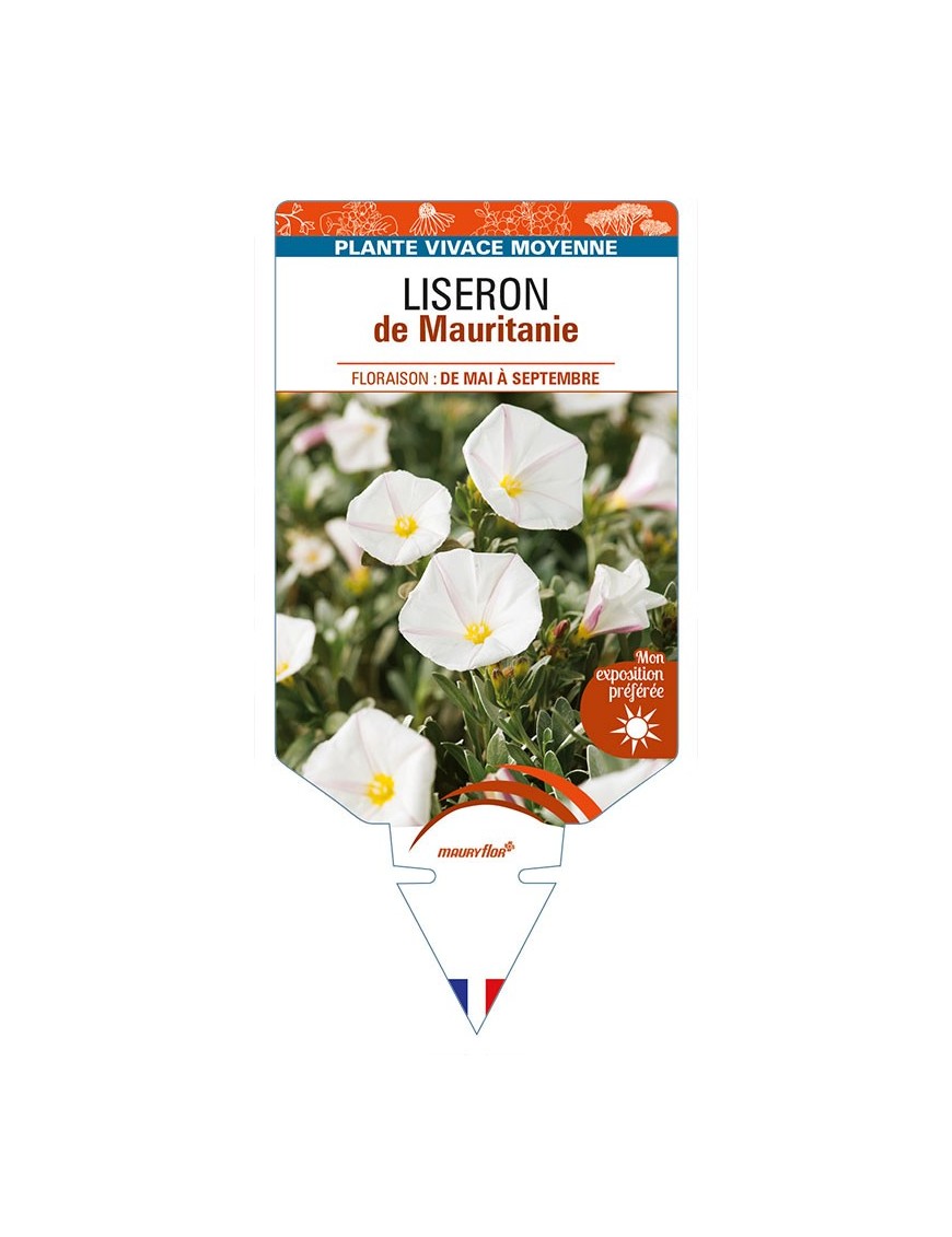 CONVOLVULUS cneorum voir LISERON de Mauritanie