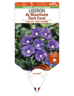 CONVOLVULUS sabatius 'Dark Form' voir LISERON de Mauritanie