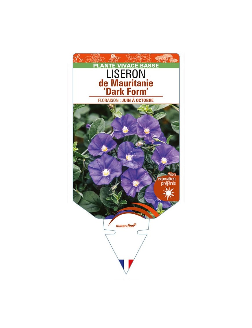 CONVOLVULUS sabatius 'Dark Form' voir LISERON de Mauritanie