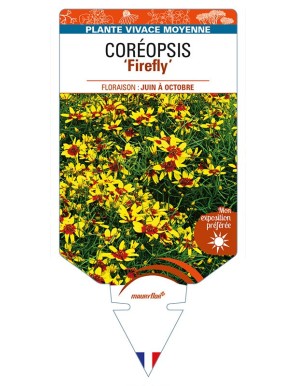 COREOPSIS 'Firefly'