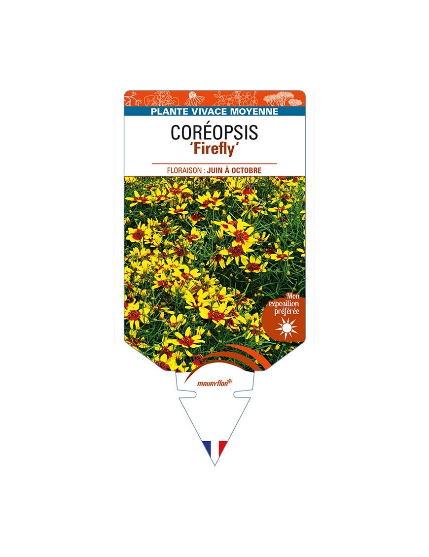 COREOPSIS 'Firefly'