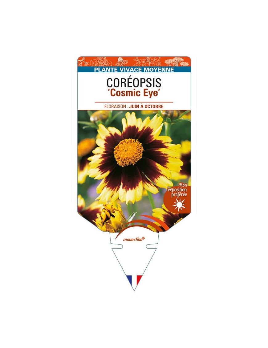 COREOPSIS (BIG BANG) 'Cosmic Eye'