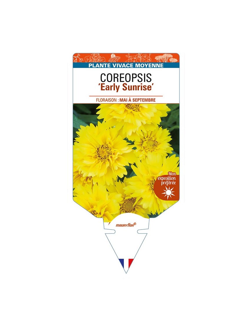 COREOPSIS (grandiflora) 'Early Sunrise'
