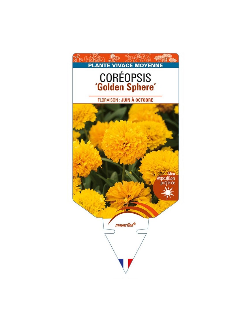 COREOPSIS (grandiflora) 'Golden Sphere'