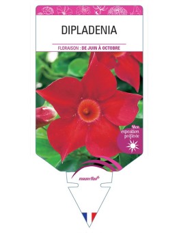 DIPLADENIA (ROUGE)