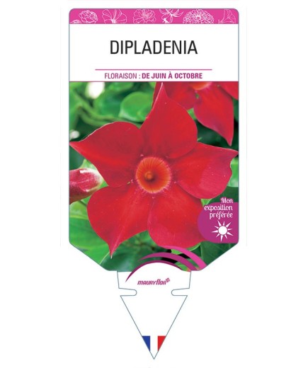 DIPLADENIA (ROUGE)