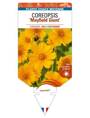 COREOPSIS (grandiflora) 'Mayfield Giant'