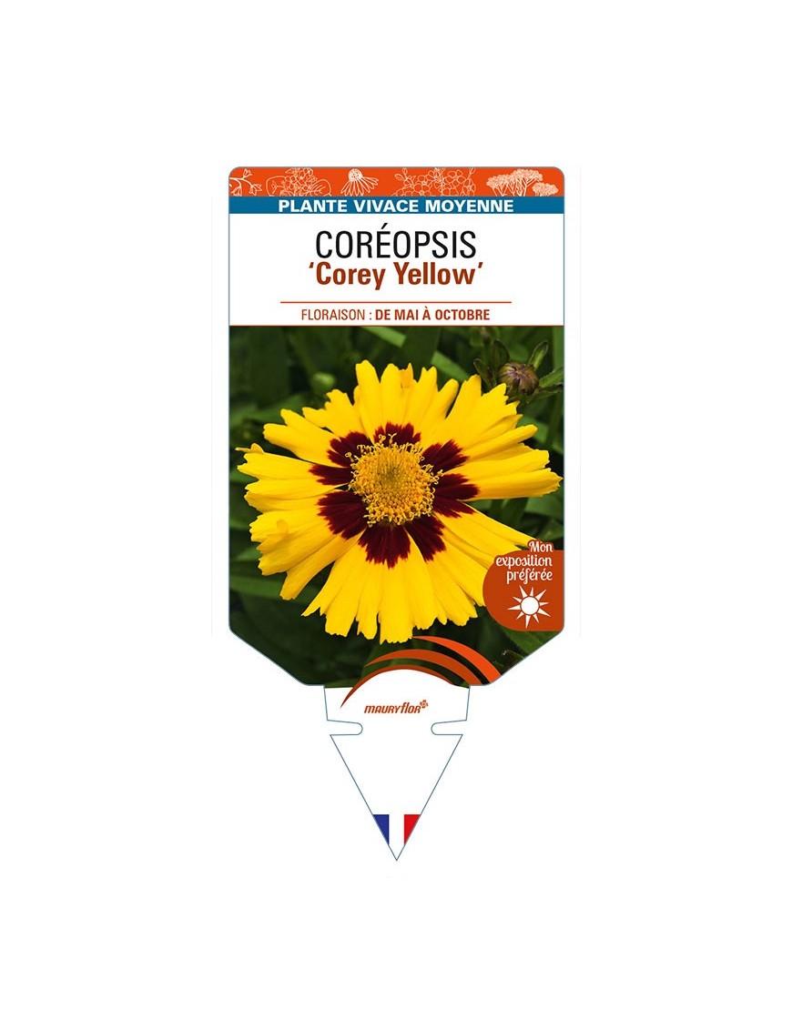 COREOPSIS (grandiflora) Corey Yellow