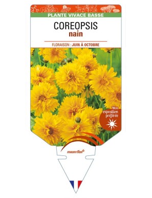 COREOPSIS (lanceolata jaune) nain