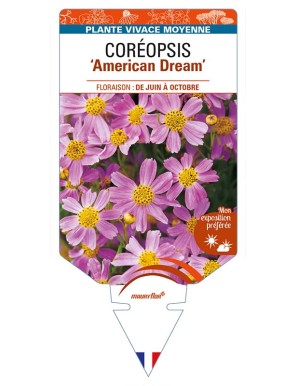 COREOPSIS (rosea) 'American Dream'