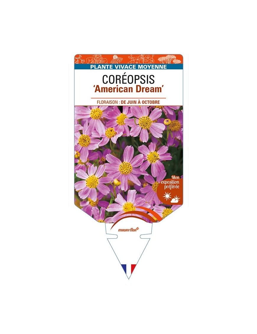 COREOPSIS (rosea) 'American Dream'
