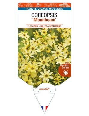 COREOPSIS (verticillata) 'Moonbeam'