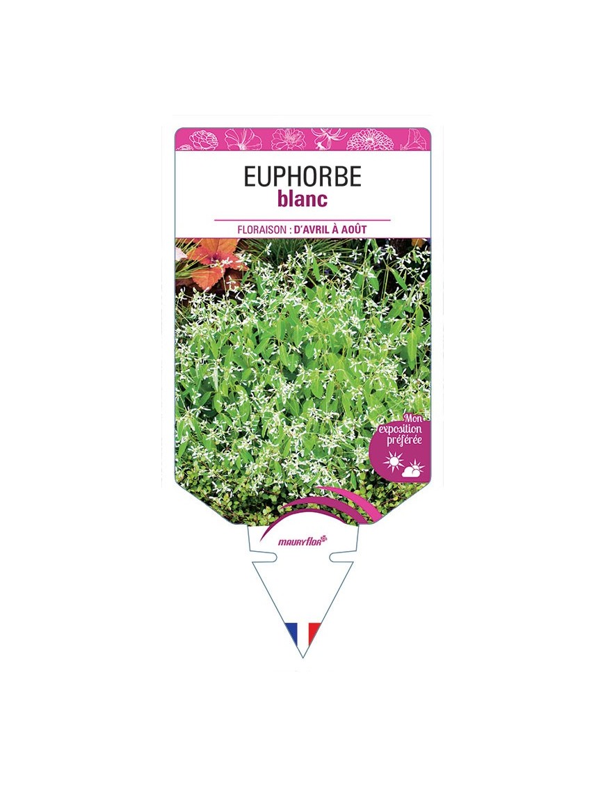 EUPHORBE BLANC