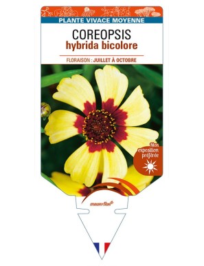 COREOPSIS hybrida bicolore